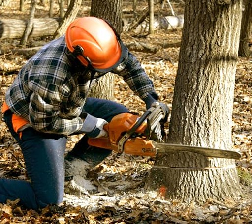 Tree Removal in Spruce Pine, NC